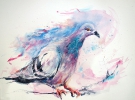 pigeon (acrylics)