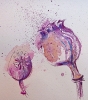 poppy seed heads (watercolour)