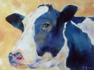 black and white cow (oils) SOLD