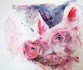 pig (acrylics)