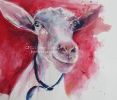 goat (acrylics)